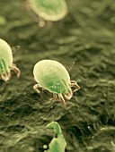 Dust mites,illustration