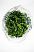 Head of lettuce in plastic bag