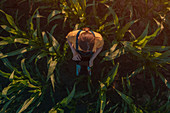 Agronomist using tablet computer in corn field