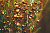 Common flax (Linum usitatissimum)