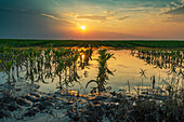 Flooded young corn field