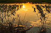 Flooded young corn field