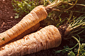 Harvested parsley roots