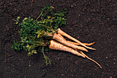 Harvested parsley roots
