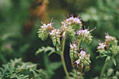 Fiddleneck (Phacelia tanacetifolia) flowers