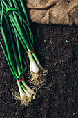 Harvested spring onions