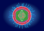 Human T-cell lymphotropic virus,illustration