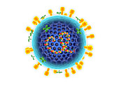 Influenza A virus,cut-away illustration