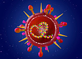 Influenza B virus,cut-away illustration