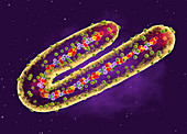 Marburg virus,cut-away illustration