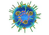 Myxovirus,illustration