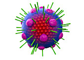 Myxovirus,illustration