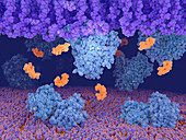 Vancomycin resistance protein,molecular model