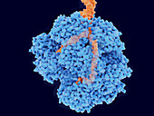 RecBCD enzyme complex unwinding DNA,illustration