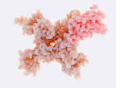 Voltage-gated sodium channel,molecular model