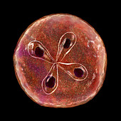 Babesia parasites inside red blood cell,illustration
