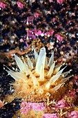 Polymastia sponge