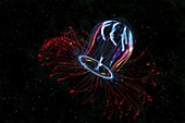 Aglantha digitale jellyfish