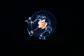 Bougainvillia superciliaris jellyfish