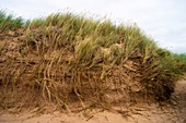 Sand dunes and marram grass.