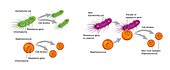 Development of antibiotic multi-resistance in bacteria