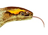 Snake head and tongue anatomy, illustration
