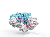 HIV-1 reverse transcriptase and drug delivery, illustration