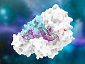 HIV-1 reverse transcriptase and drug delivery, illustration