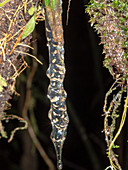 Egg mass of the crump treefrog