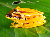 Red-skirted Treefrogs in amplexus