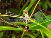 Dragonfly resting in the rainforest