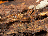 South American Dead Leaf Mantis nymph