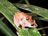 Kichwa Rain Frog pair in amplexus