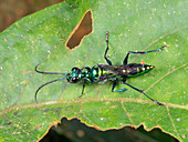 Emerald Cockroach Wasp