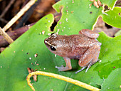 Peruvian Leaf Litter Frog