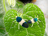Paryphes bugs preparing to mate