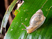 Small snail active in the rainforest