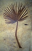 Fossil fan palm and fish