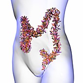 Gut microbiome, conceptual image