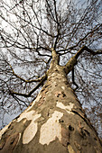 London plane tree