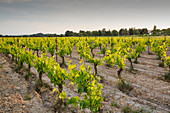 Vineyard, Rubia, Languedoc, France