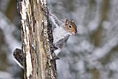 Adult grey squirrel