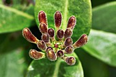 Honeysuckle (Lonicera periclymenum) buds