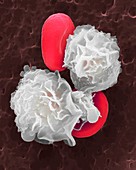 Neutrophils and red blood cells, SEM