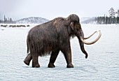 Woolly mammoth, illustration