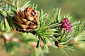 Larch (Larix sp.) cones