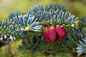 Caucasian fir (Abies nordmanniana) cones