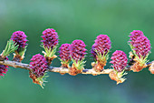 Larch (Larix sp.) cones