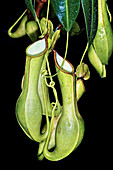 Tropical pitcher plant (Nepenthes sp.)