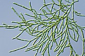 Microthamnion sp. green alga, LM